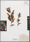 Foto von Salix triandra L.